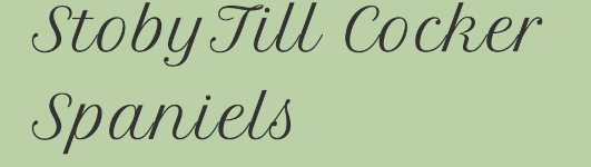 Stobytill Cocker Spaniels